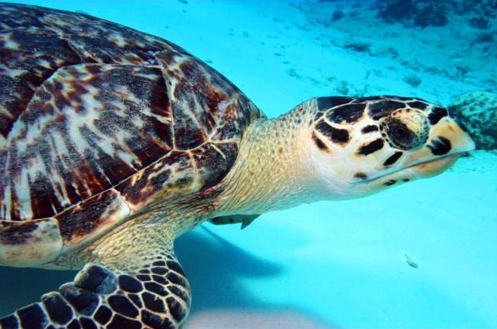 ILovePM-DondeIr-Acuaticas-diveinpuertomorelos-1-1024x678